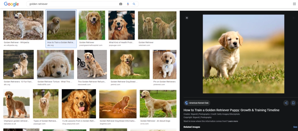 golden retriever google images search results